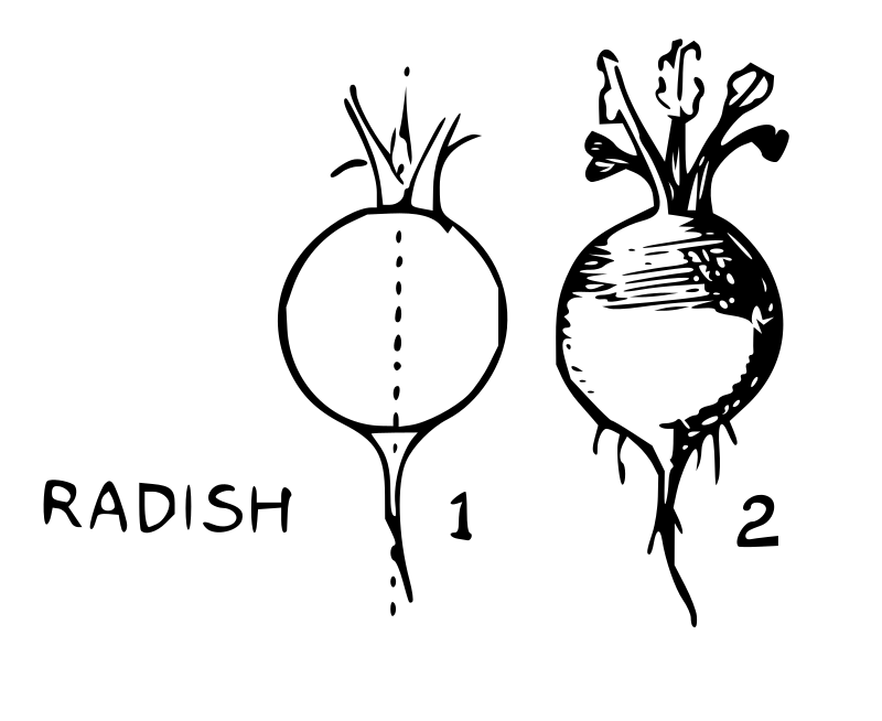 Lutz - Radish - in 2 steps