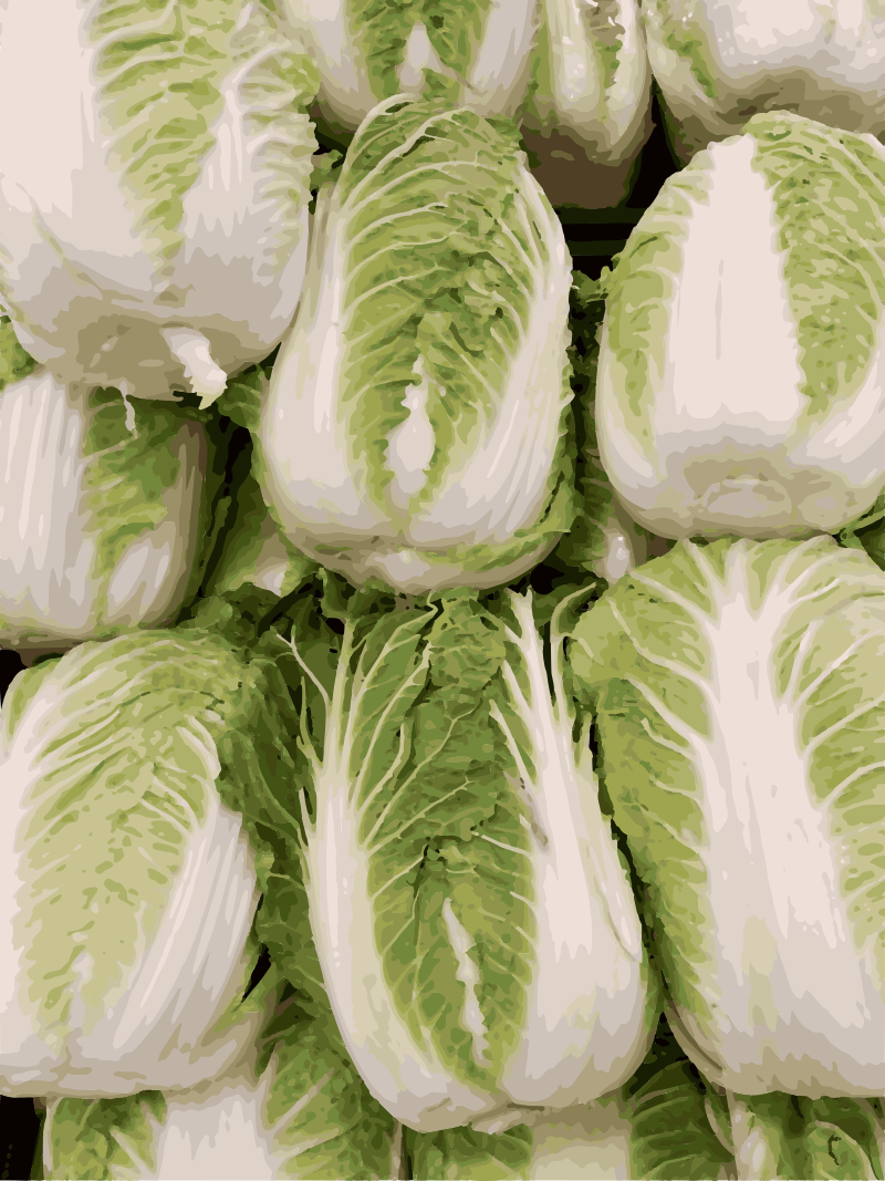 Napa Cabbage