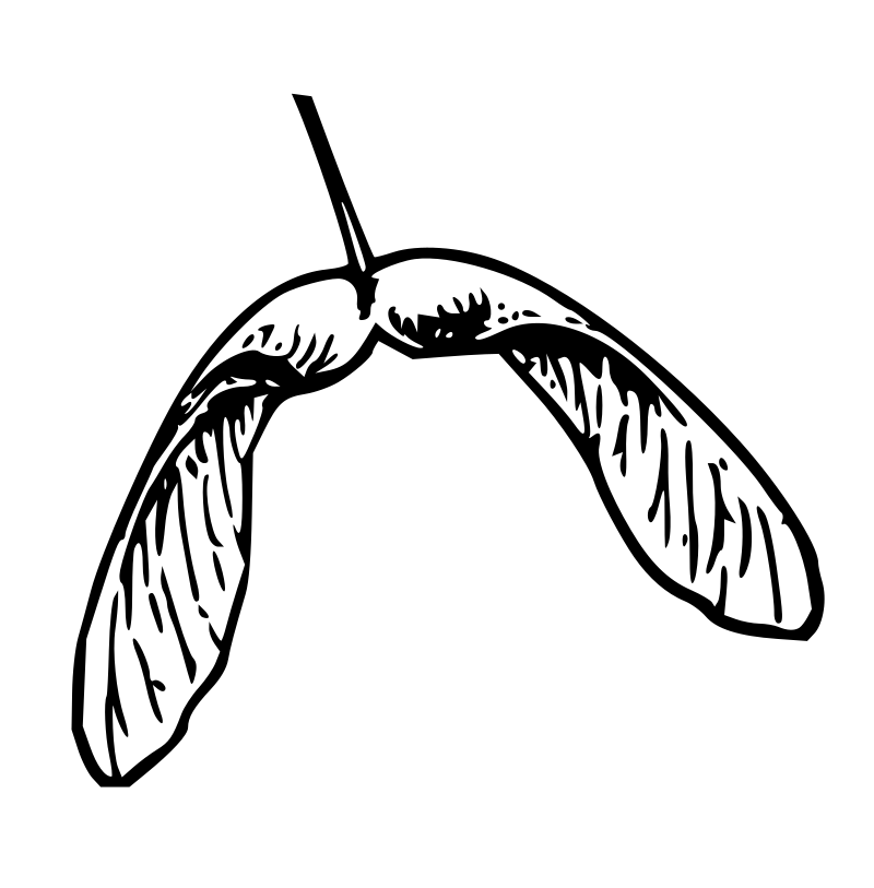 Lutz - Maple seed - outline