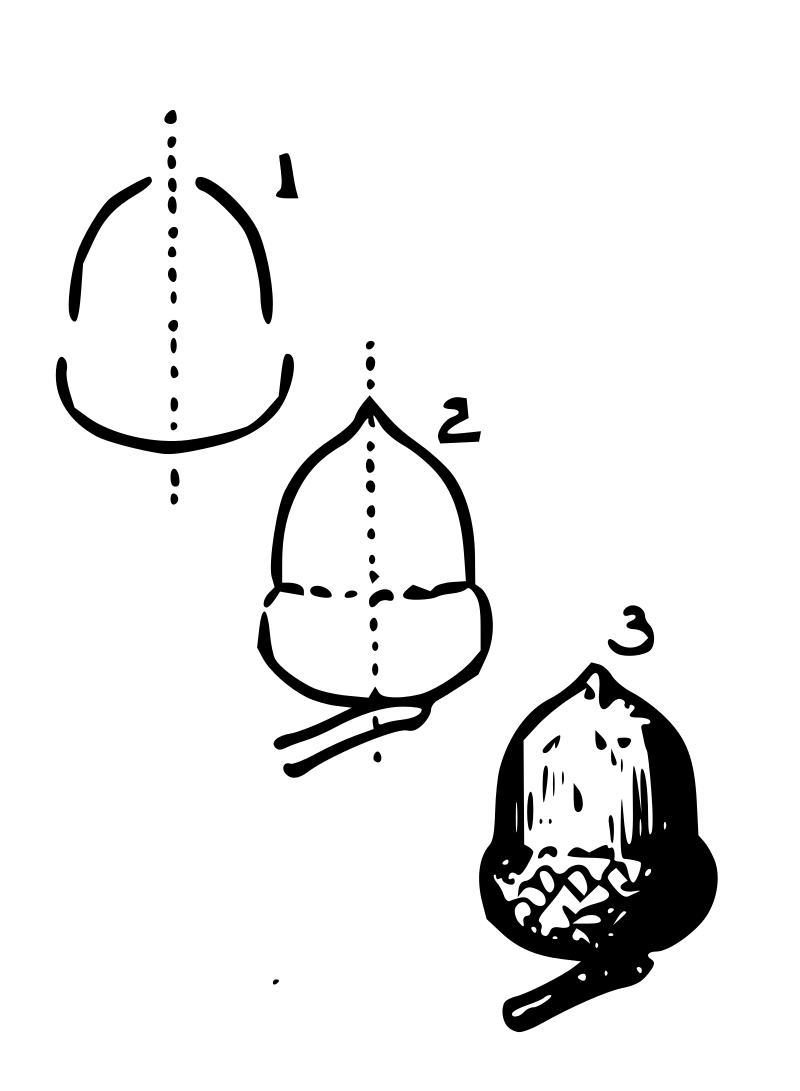 Lutz - Acorn - in 3 steps