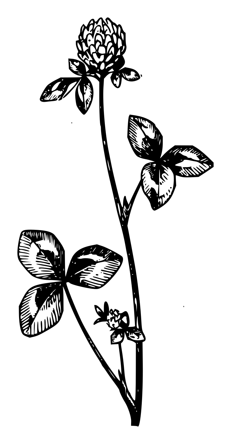 Lutz - Clover - outline