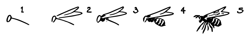 Lutz - Bee 1 - in 5 steps