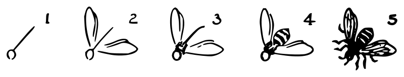 Lutz - Bee 3 - in 5 steps