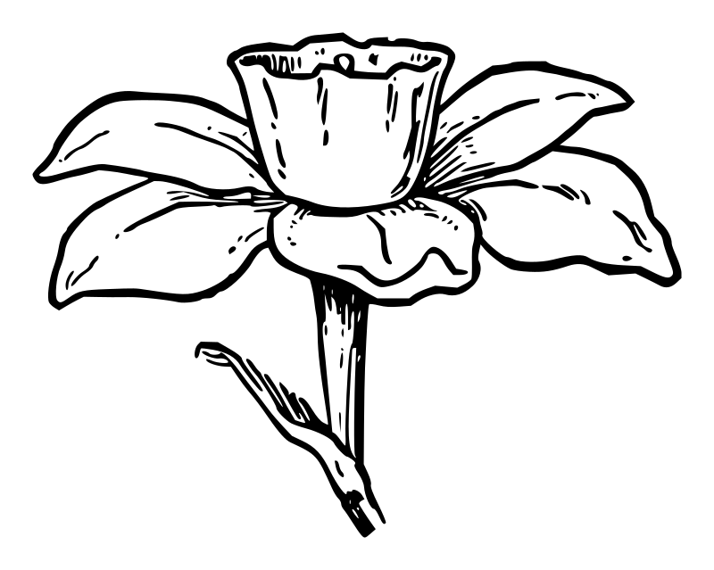 Lutz - Narcissus 1 - outline