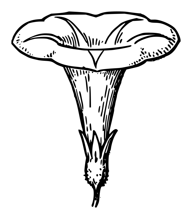 Lutz - Morning Glory - outline