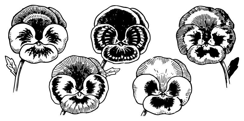 Lutz - Patterned Pansies - lineart