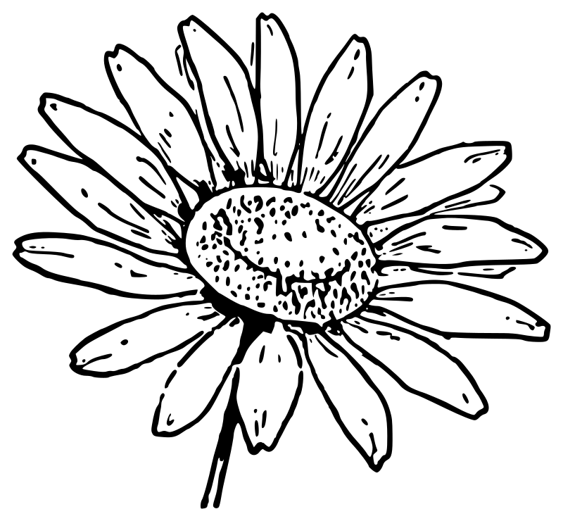 Lutz - Daisy 1 - outline