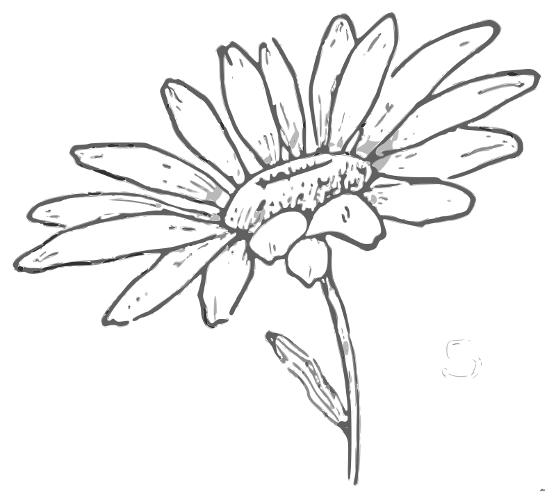 Lutz - Daisy 2 - grayscale