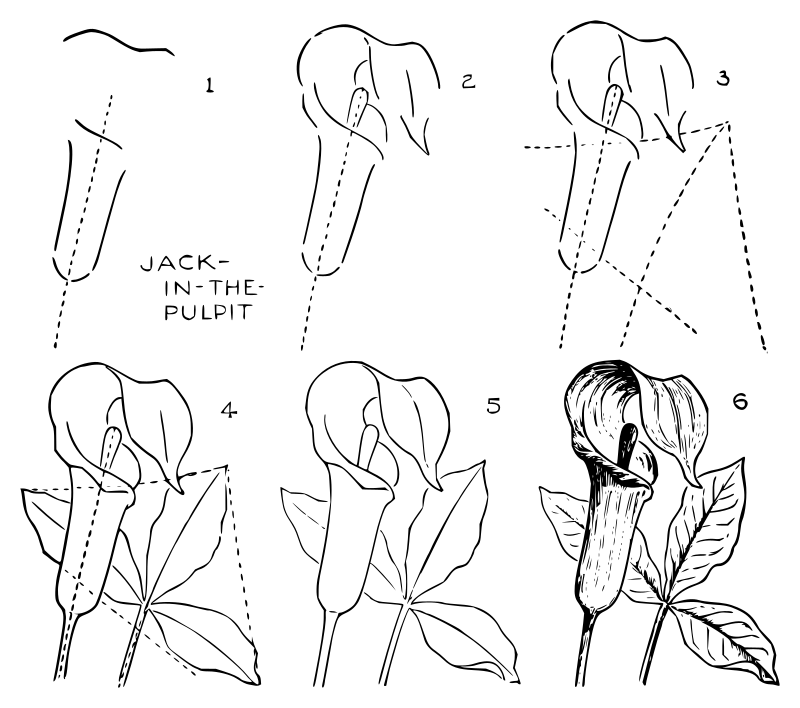 Lutz - Jack-in-the-pulpit - in 6 steps