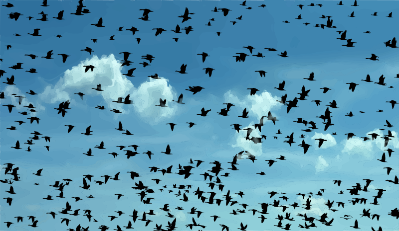 Migrating - Colour Remix