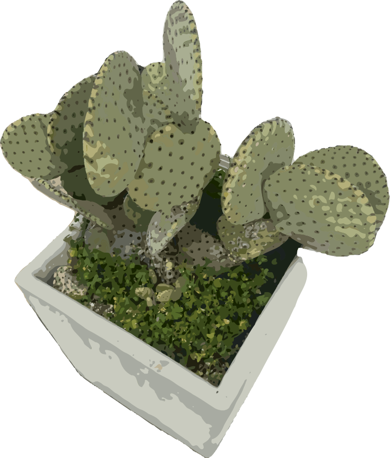 Cactus in a Pot