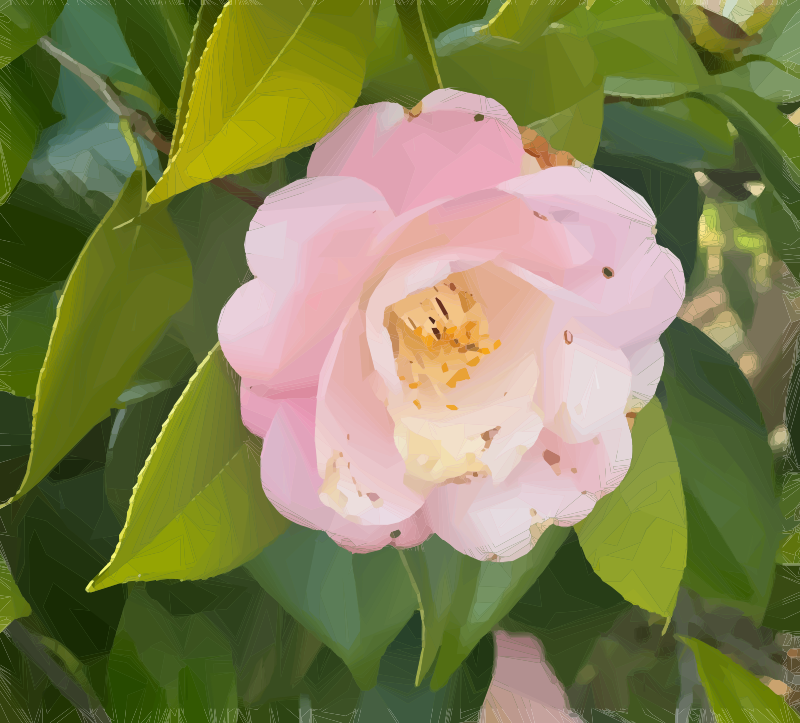 Blooming Pink Flower