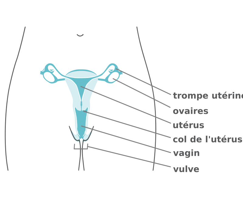 Appareil génital féminin