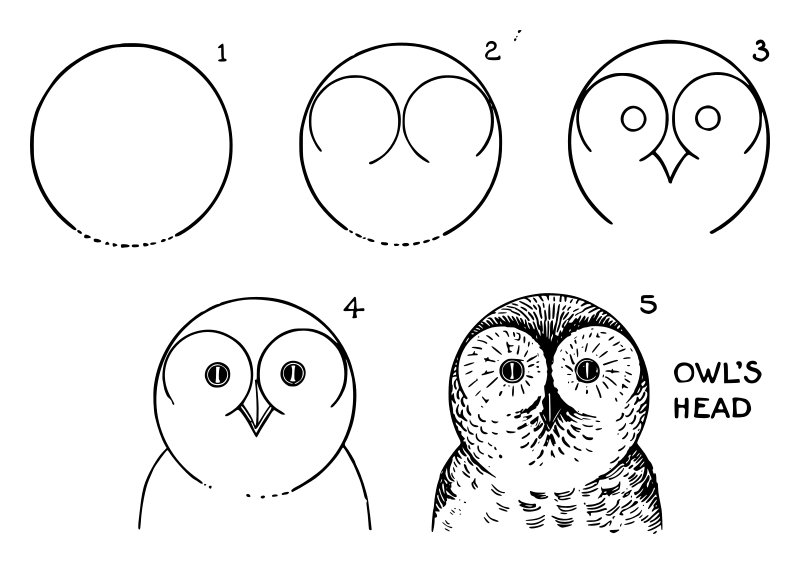 Lutz - Owl head - in 5 steps