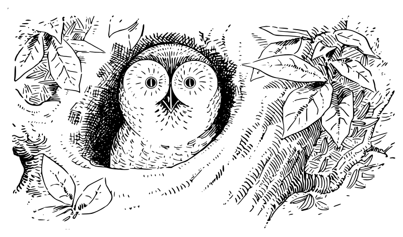 Lutz - Owl head in the tree