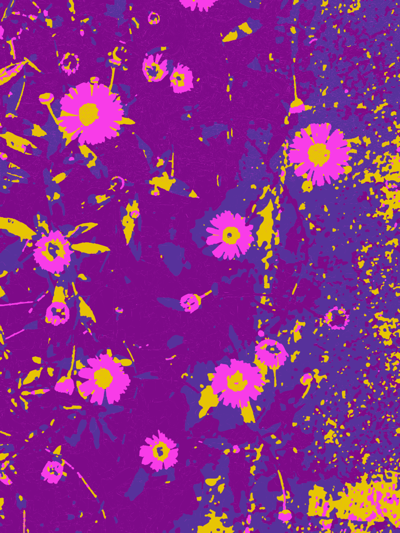 Abstract Pink Flowers