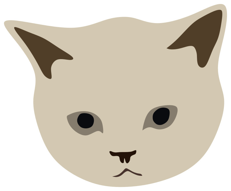 Mochi The New Home Office Cat, head