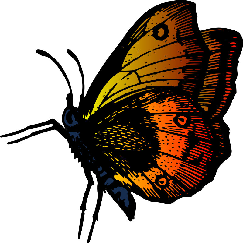 Butterfly 35 (colored)