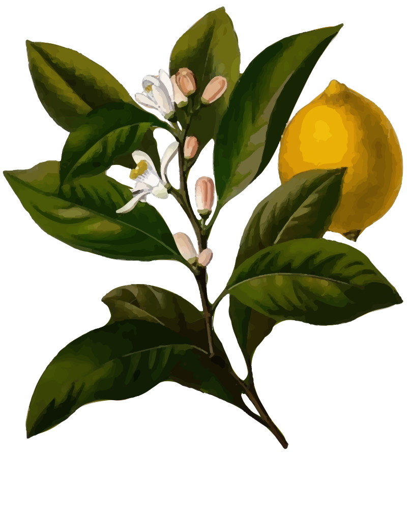 Lemon Flower and Fruit