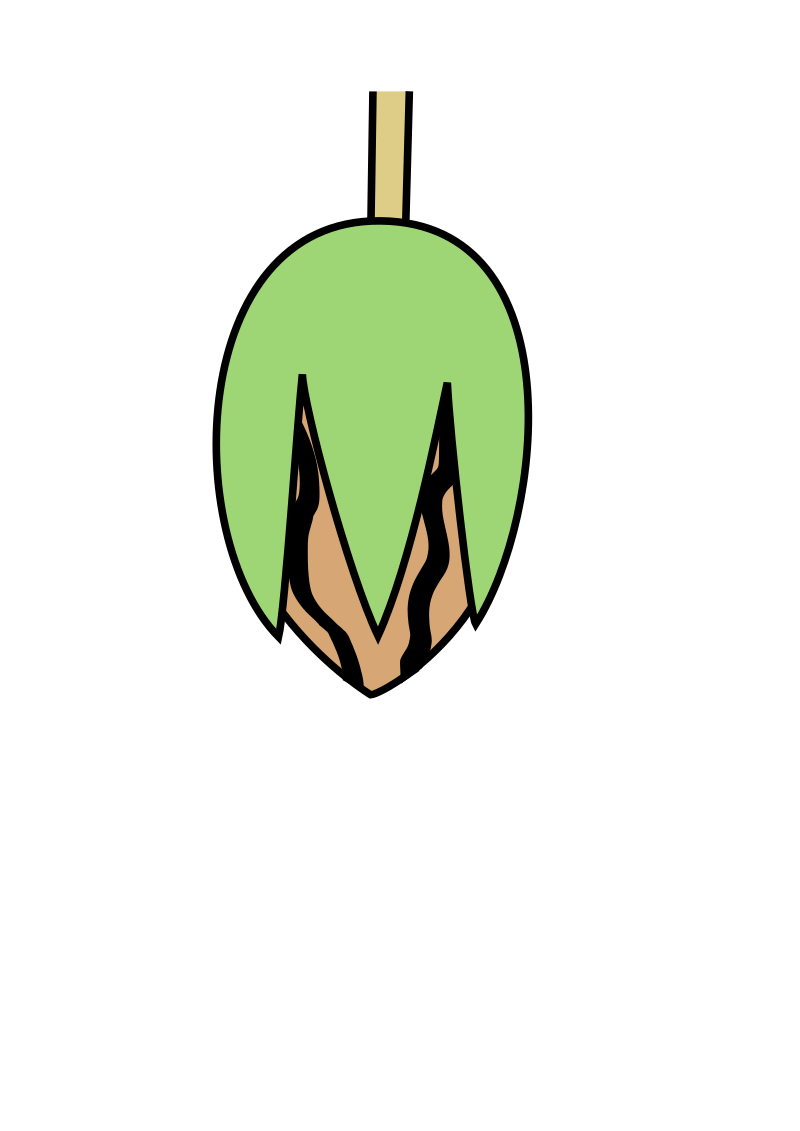 Walnut - Heraldry