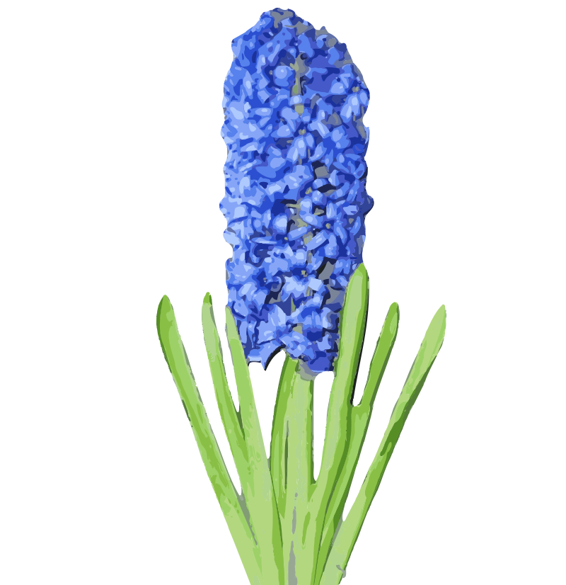 Hyacinth