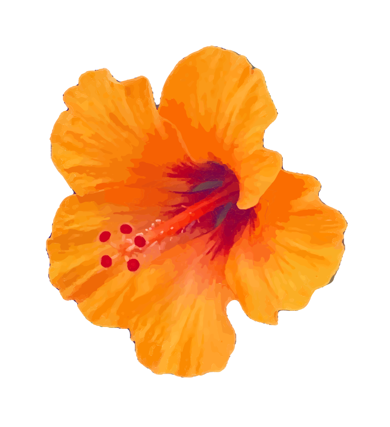 Yellowish Orange Hibiscus