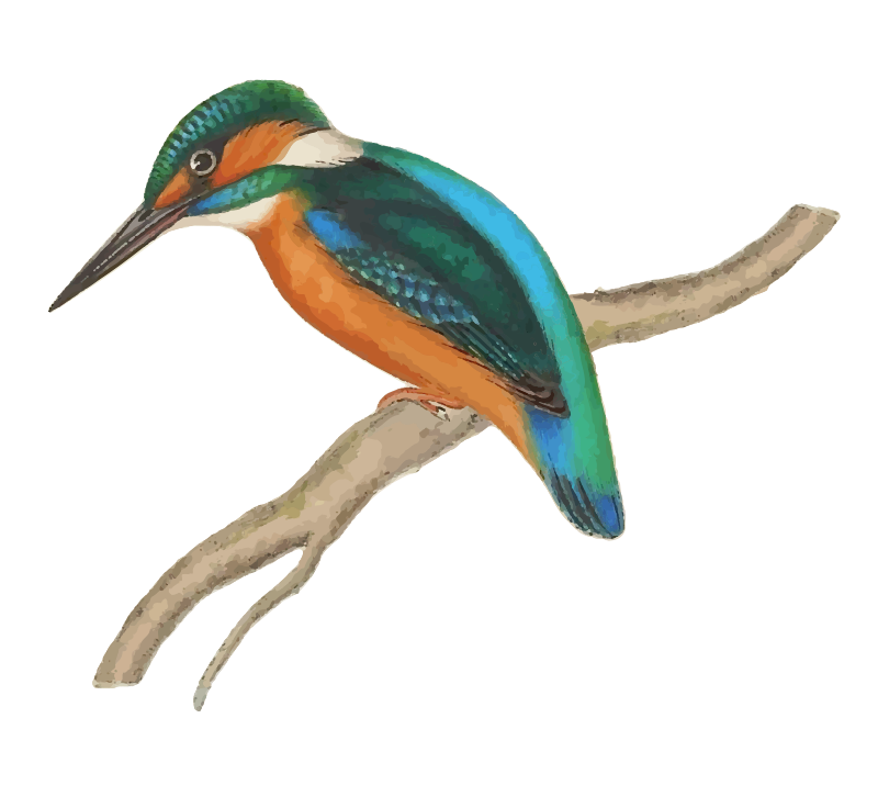 Kingfisher