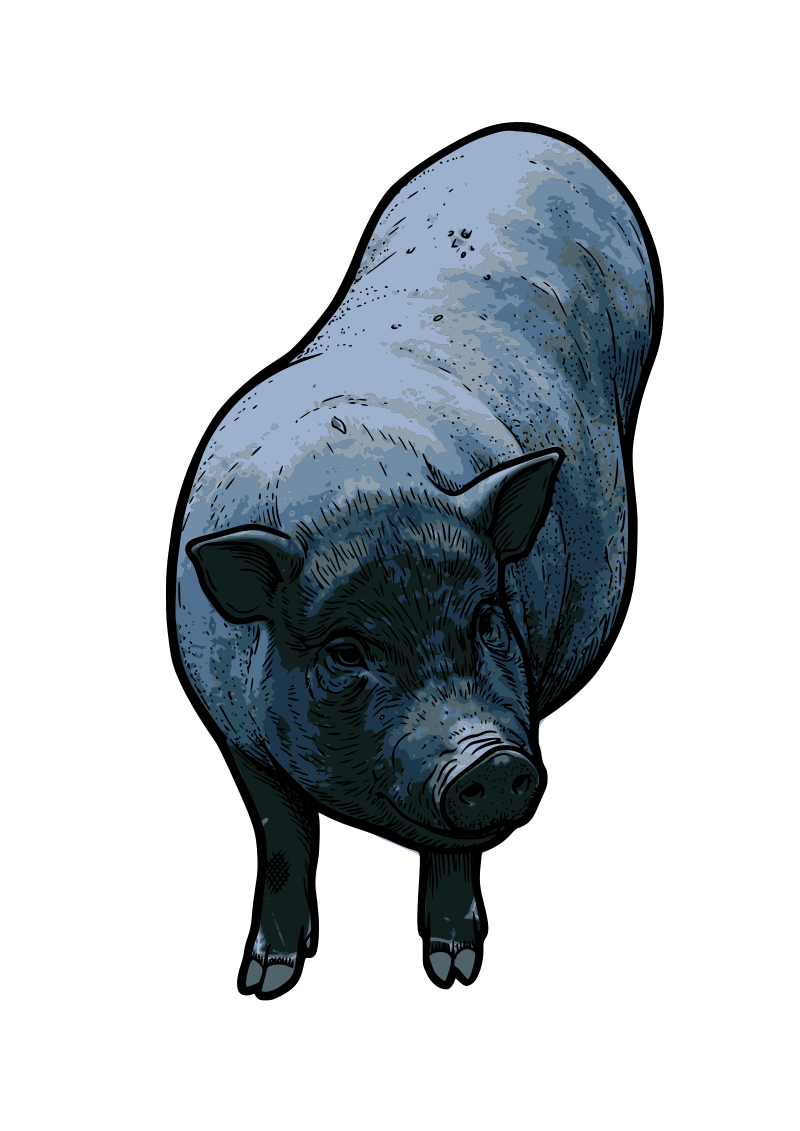 Pot Bellied Pig
