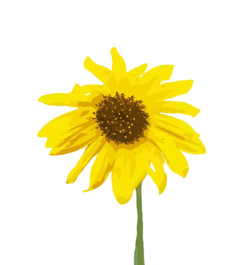 Another Sunflower
