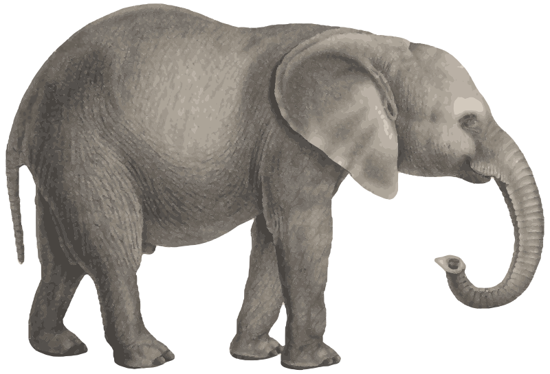 African Elephant