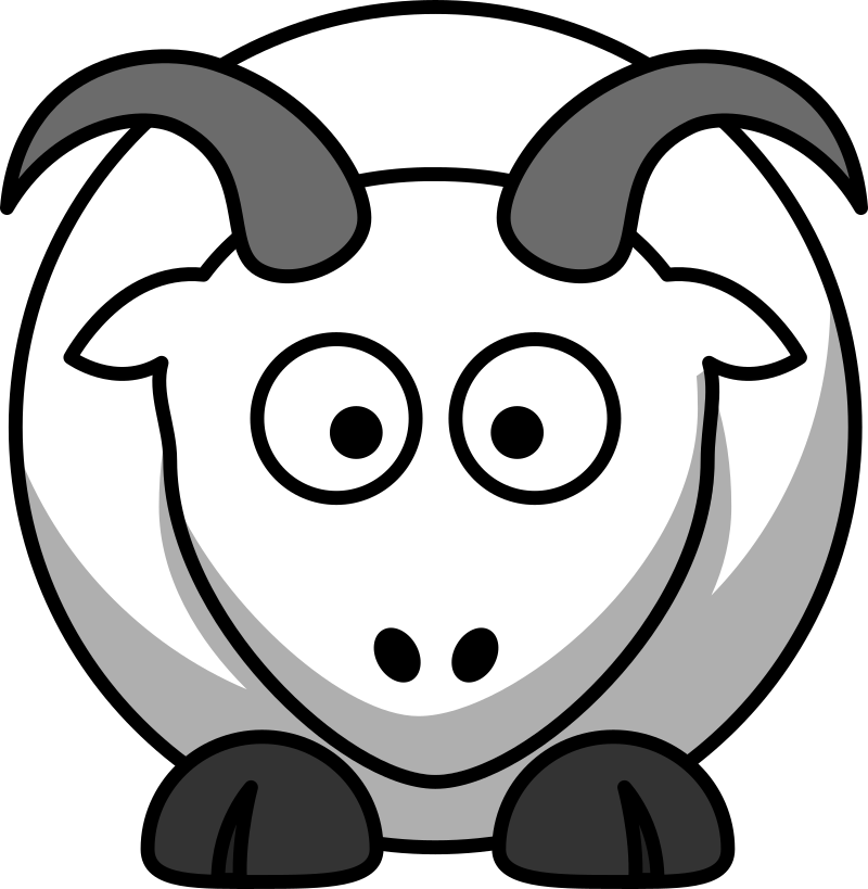 Dall Sheep