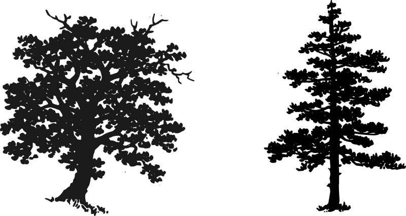 Oak and pine