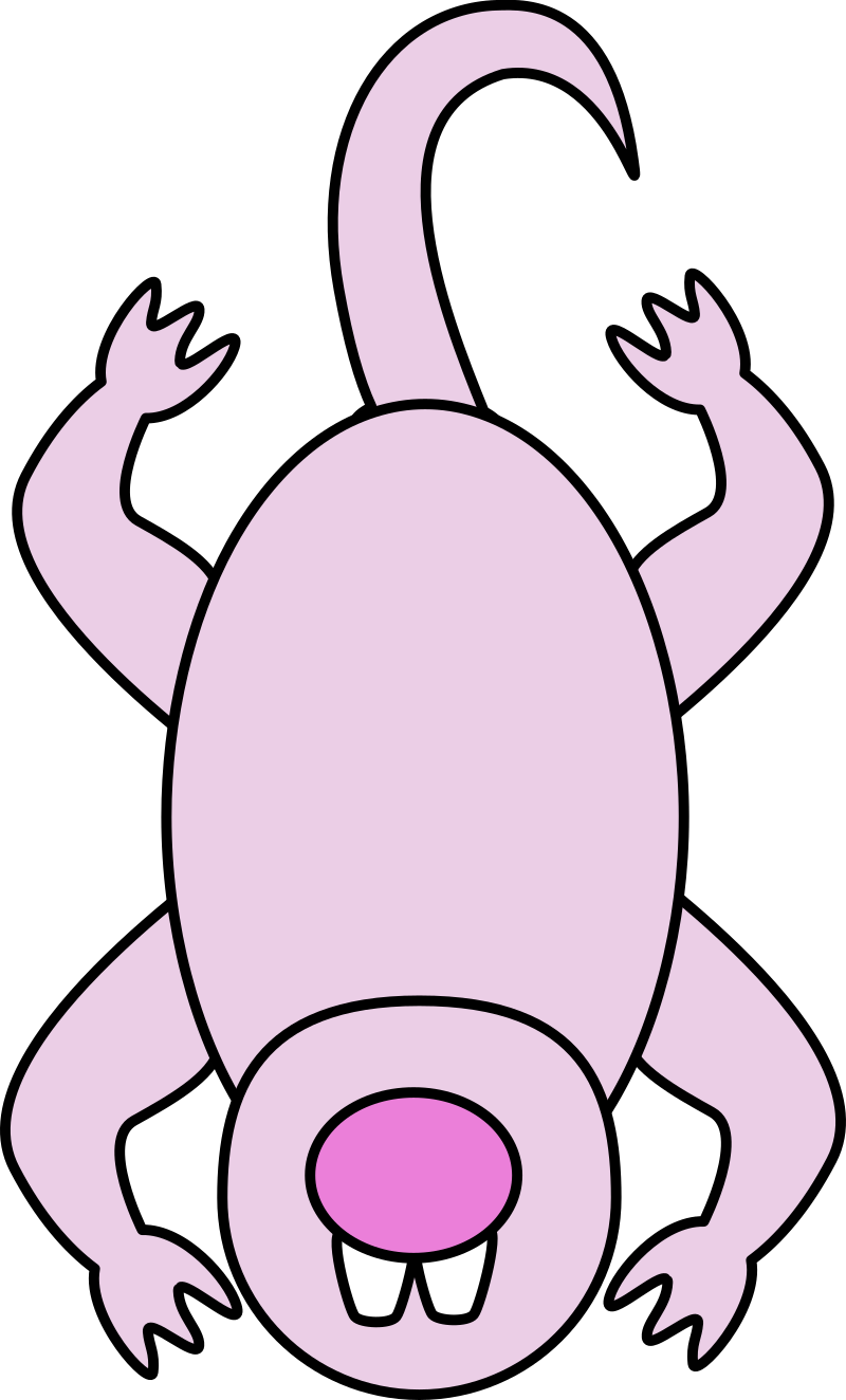 Naked Mole Rat