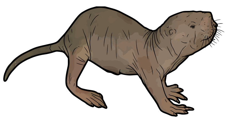 Naked Mole Rat