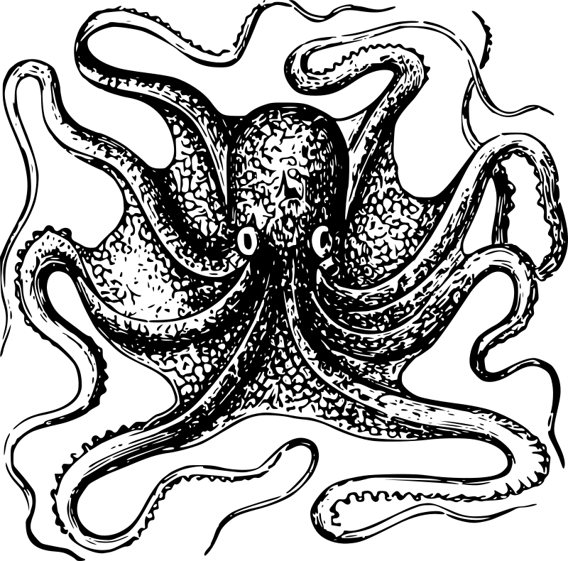 Octopus