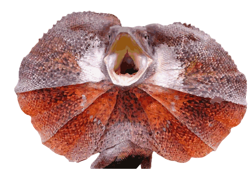 Frilled Lizard