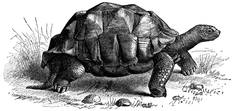 Giant Tortoise