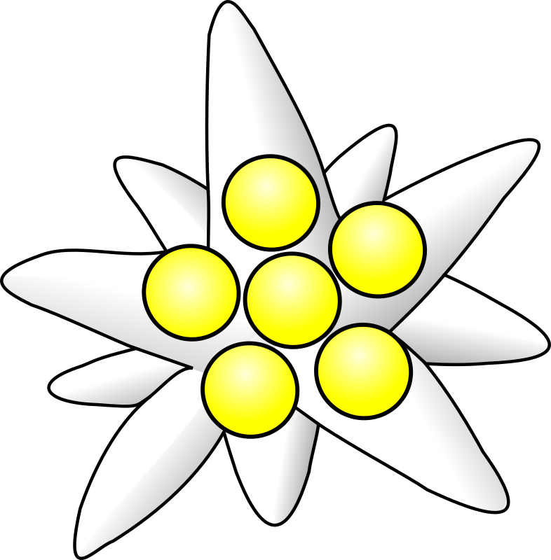 edelweiss