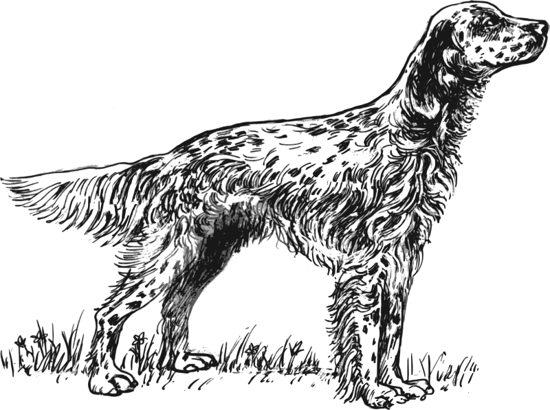 English setter grayscale