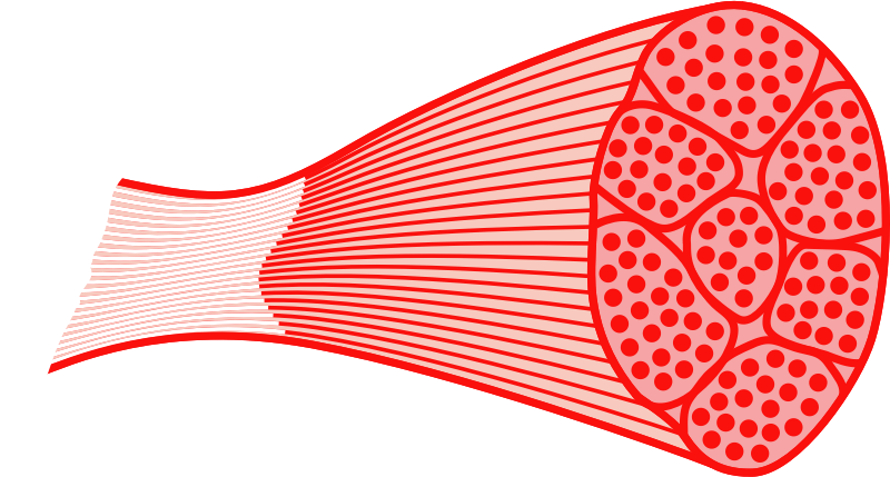 Skeletal muscle