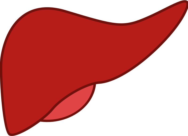 Liver