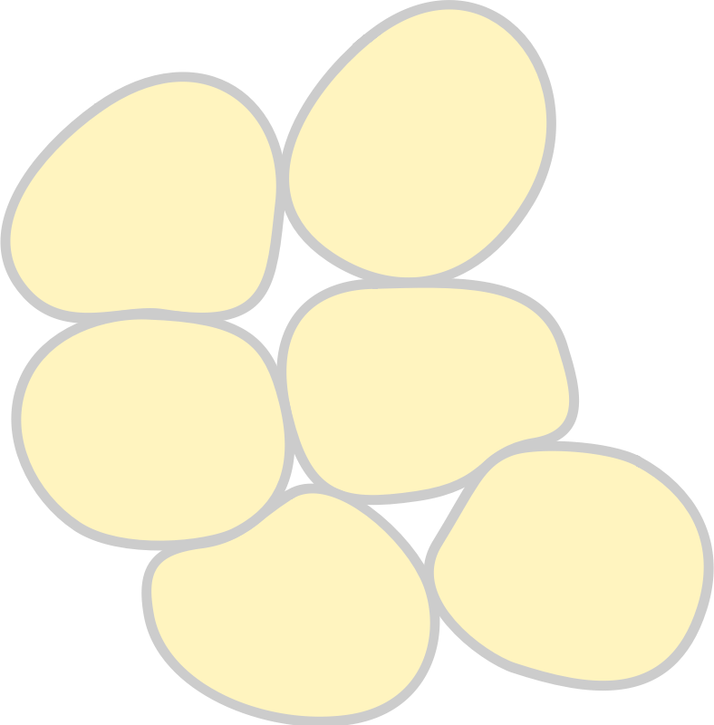 Adipose Tissue