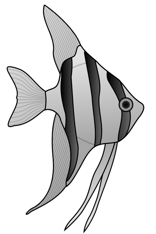 Angelfish