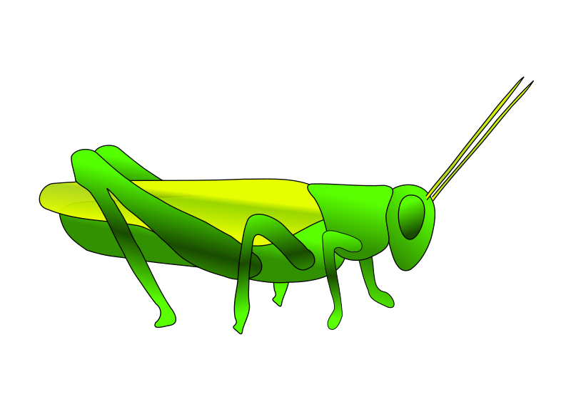 Grasshopper