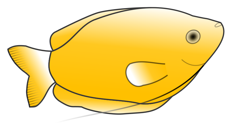 Yellow Gourami