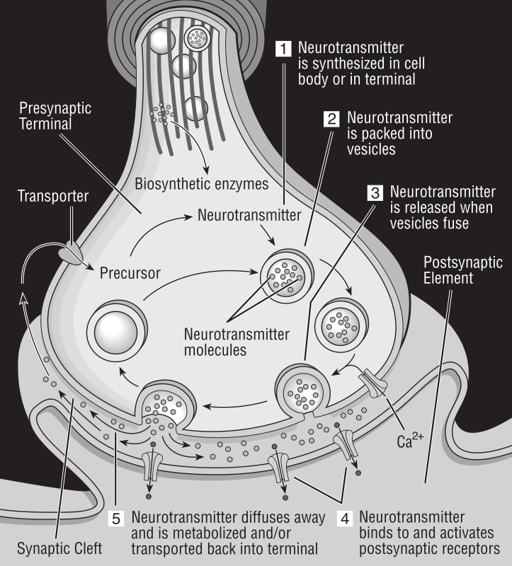 Diagram of synapse