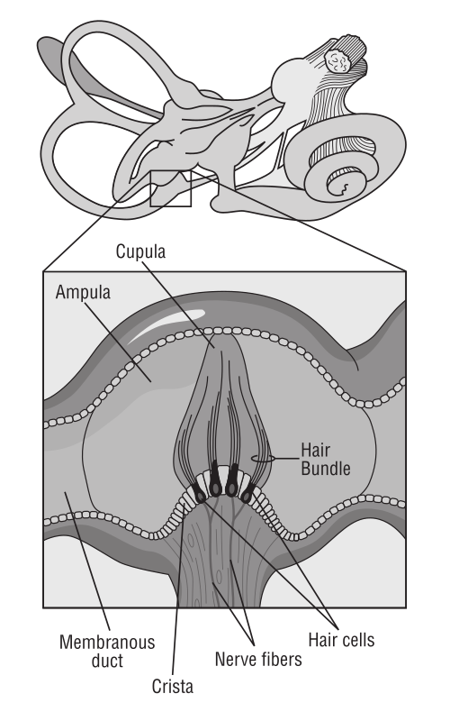 Diagram of receptor cells