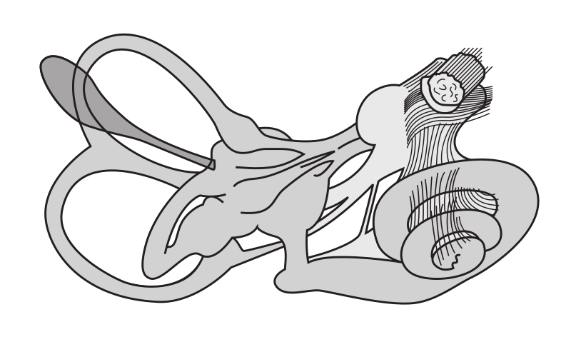 Ear Vestibular System