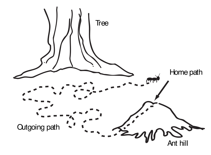 Ant navigation map