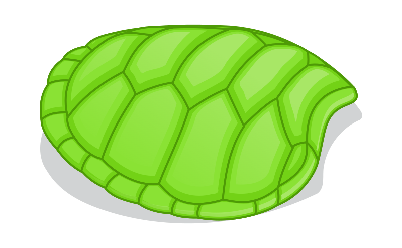 Hoof of Green Turtle
